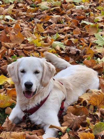 Wo sind die Golden Retriever Liebhaber?-Beitrag-Bild