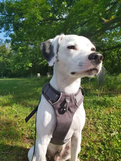 Die Dogorama Monats Challenge "Es grünt und blüht"-Beitrag-Bild