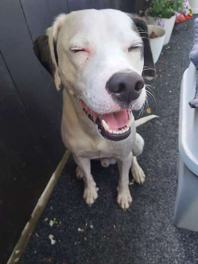 Lachen😀 eure Hunde auch so gerne😂-Beitrag-Bild