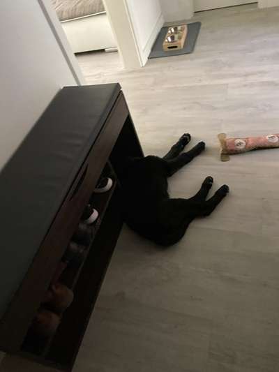 Dogorama Photo Challenge - Versteckspiel-Beitrag-Bild