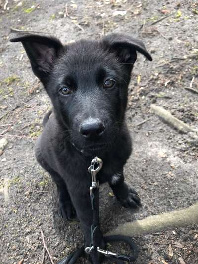 Welpen Bilder !-Beitrag-Bild