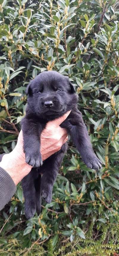 Welpen Bilder !-Beitrag-Bild