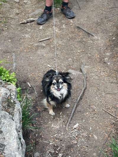 Hundetreffen-Gassi Runde für sehr kleine Hunde-Bild