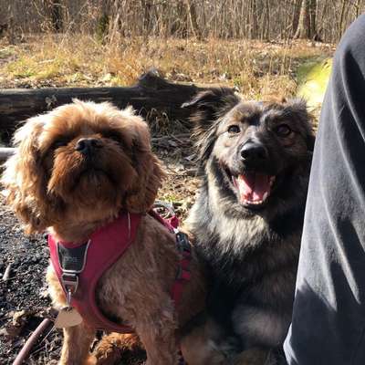 Hundetreffen-Gassirunden im Auwald-Bild