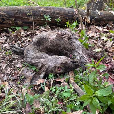 Giftköder-Totes Reh-Bild