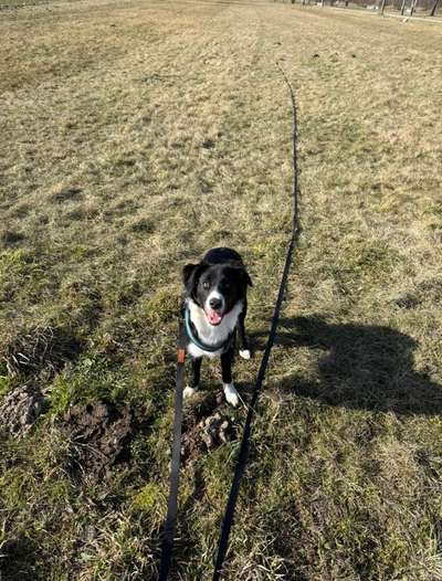 Hundetreffen-Großziethen am Dörferblick-Bild