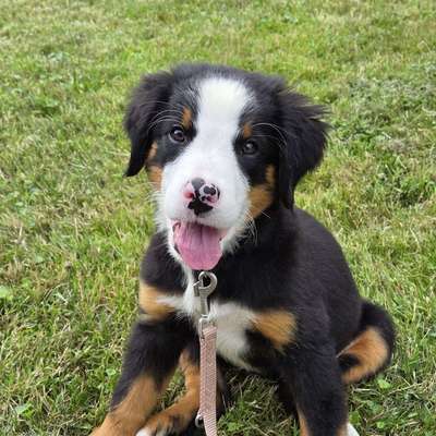 Hundetreffen-Welpentreffen gesucht-Bild