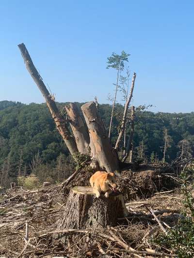 Hundeauslaufgebiet-Bödingen-Bild