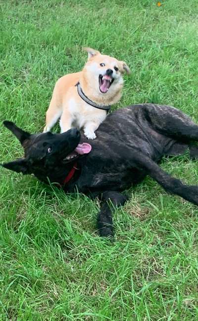 Zeige das lustigste Bild eures Hundis-Beitrag-Bild