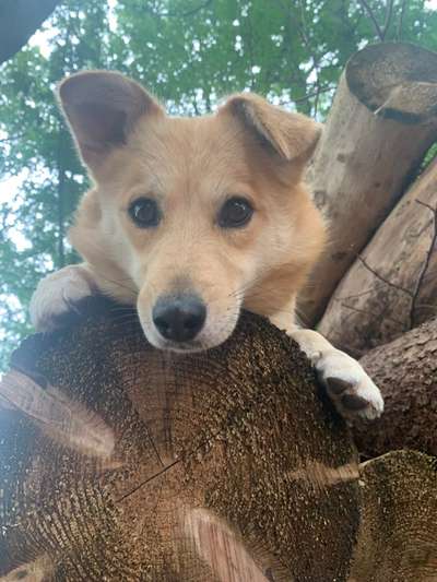 Mischlingshunde Foto Aufruf-Beitrag-Bild