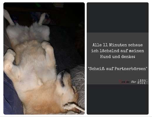 Zeige das lustigste Bild eures Hundis-Beitrag-Bild