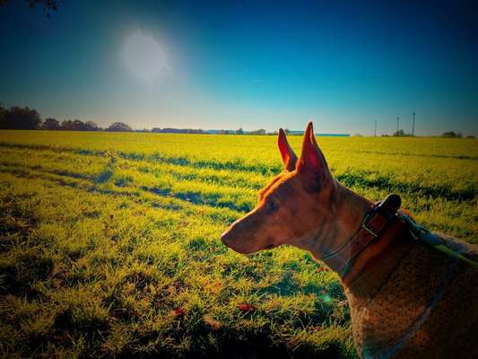 Hundetreffen-Grävingholz Wald - Walk Your Dog-Bild