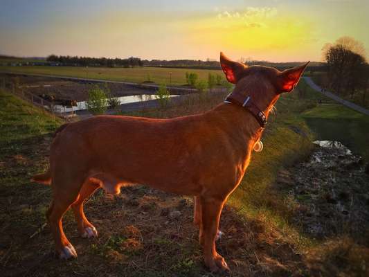 Hundetreffen-Phoenix West - Walk Your Dog-Bild