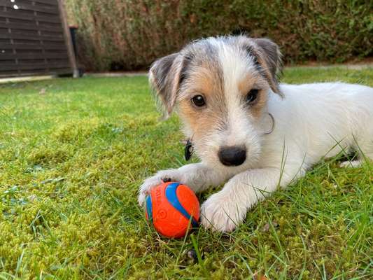 Wo sind die Jack und Parson Russell Terrier?-Beitrag-Bild