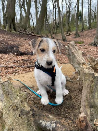 Wo sind die Jack und Parson Russell Terrier?-Beitrag-Bild