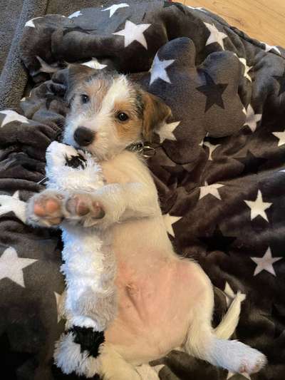 Wo sind die Jack und Parson Russell Terrier?-Beitrag-Bild