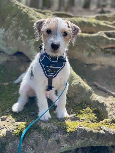 Wo sind die Jack und Parson Russell Terrier?-Beitrag-Bild