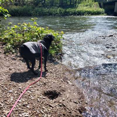 Hundetreffen-Spaziergangtreffen