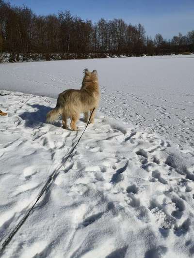 Zeigt die schönsten Schneebilder von eurer Fellnase ❄️-Beitrag-Bild