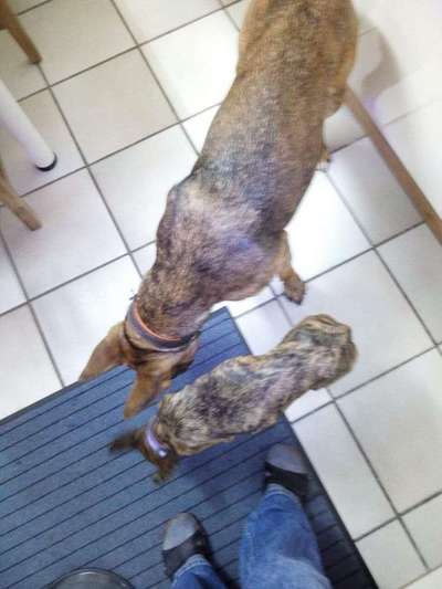 Welpen Bilder !-Beitrag-Bild