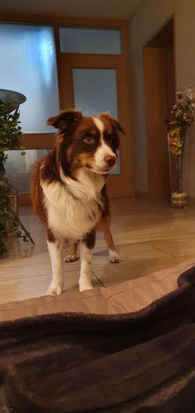 Welpen Bilder !-Beitrag-Bild