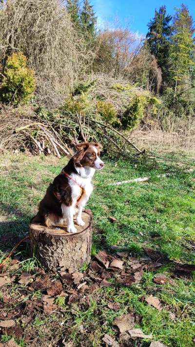 31. Collagen Challenge - Bänke/ Steine /Baumstümpfe-Beitrag-Bild