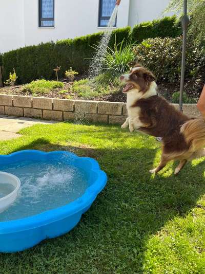 61. Handyfotochallenge - der springende Hund-Beitrag-Bild