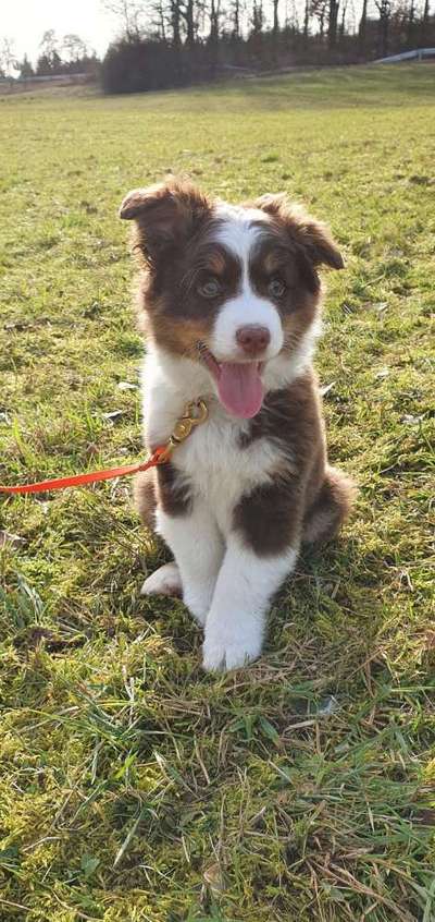 Fotochallenge Nr. 59 - Mein Hund zeigt die Zunge-Beitrag-Bild