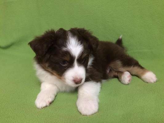 Welpen Bilder !-Beitrag-Bild