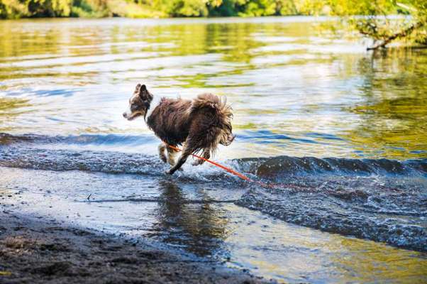Die Dogorama Wochen Challenge-Beitrag-Bild