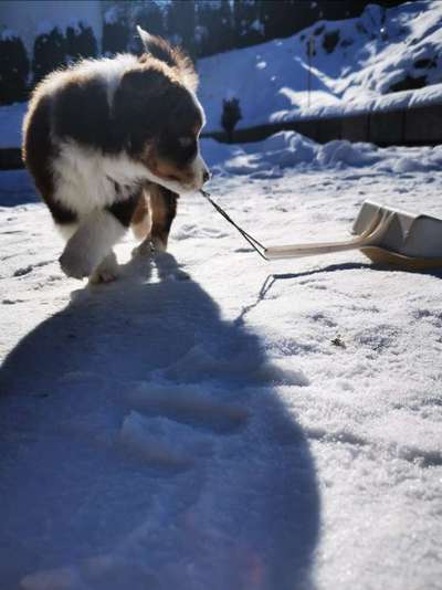 Dogorama Photo Challenge - Es wird nochmal kalt!-Beitrag-Bild