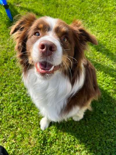 Handy Foto Challange Nr. 46  Happy Dog-Beitrag-Bild