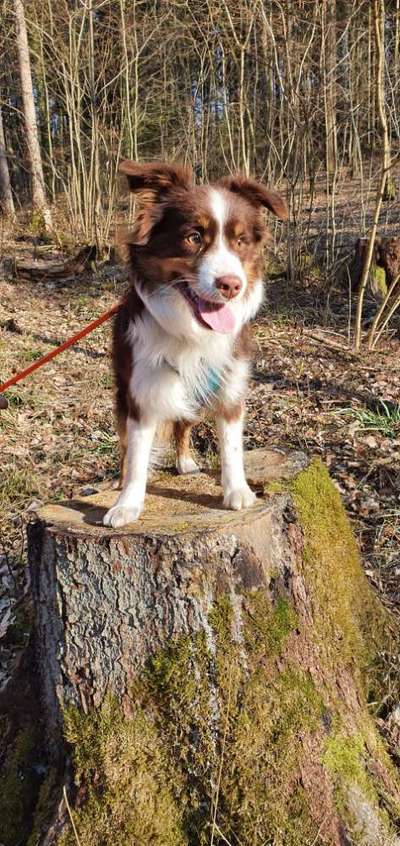 Dogorama Photo Challenge - Der Frühling kommt-Beitrag-Bild