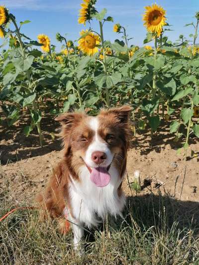 Dogorama Photo Challenge - Gassipause-Beitrag-Bild