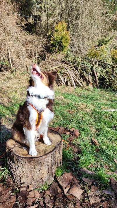 31. Collagen Challenge - Bänke/ Steine /Baumstümpfe-Beitrag-Bild