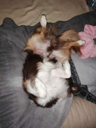 Dogorama Photo Challenge - Zeit ins Bett zu gehen-Beitrag-Bild