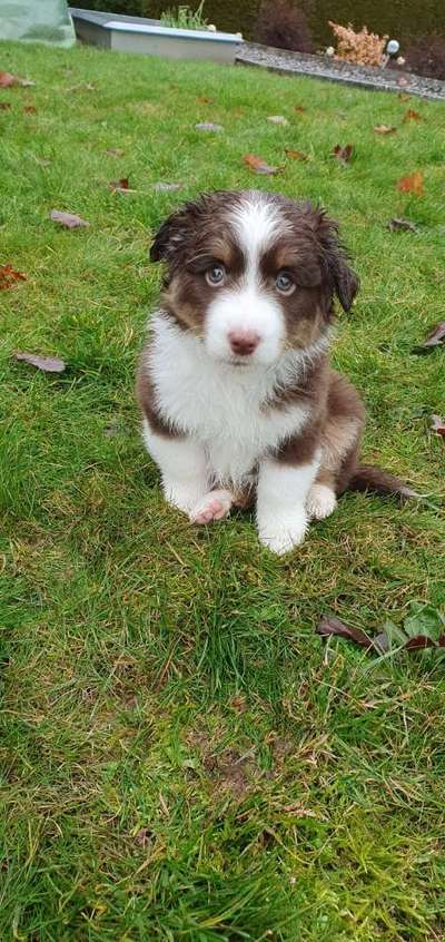 Welpen Bilder !-Beitrag-Bild