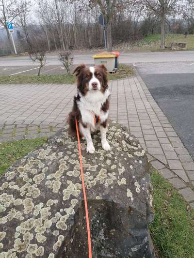 31. Collagen Challenge - Bänke/ Steine /Baumstümpfe-Beitrag-Bild