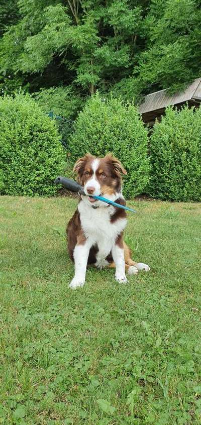 Die Dogorama Kalender Challenge Titelbild-Beitrag-Bild