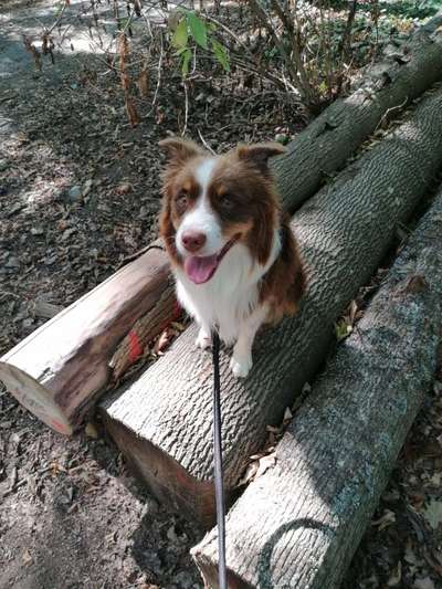 31. Collagen Challenge - Bänke/ Steine /Baumstümpfe-Beitrag-Bild