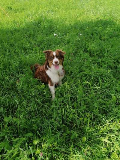 Dogorama Photo Challenge - Schattiges Plätzchen-Beitrag-Bild