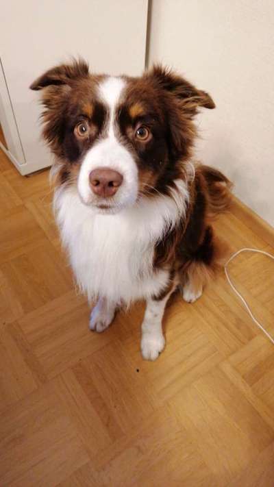 Dogorama Photo Challenge - Hundeblick zum hinschmelzen-Beitrag-Bild