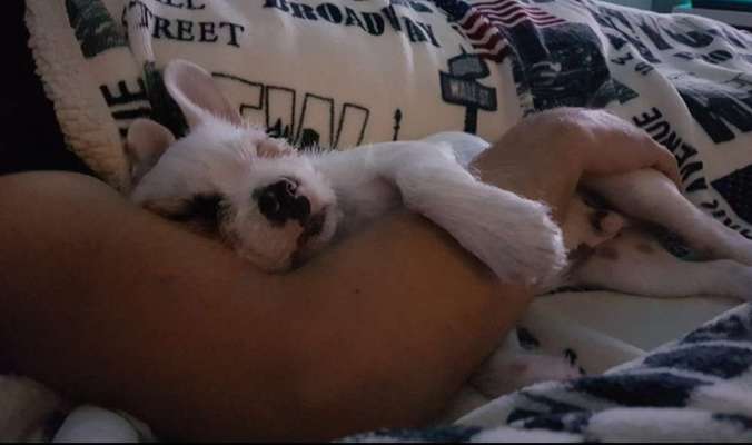 Dogorama Photo Challenge - Be my valentine-Beitrag-Bild