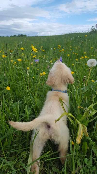 Die Dogorama Monats Challenge "Es grünt und blüht"-Beitrag-Bild
