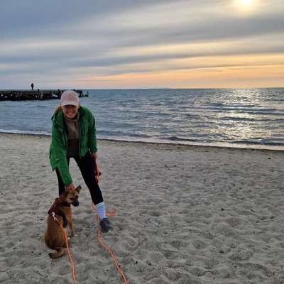 Hundetreffen-Gassipartner für Nola-Bild