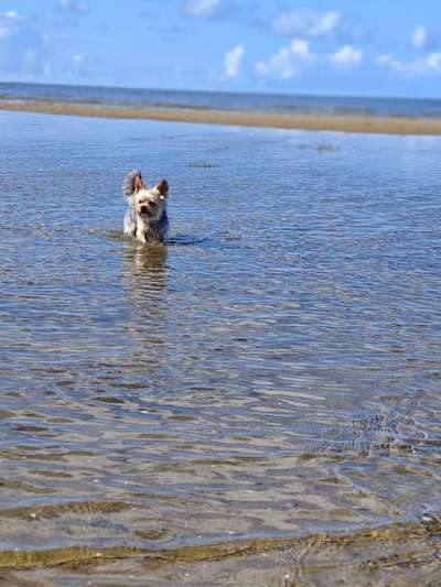 Hundetreffen-Hunde Treff Garding-Bild