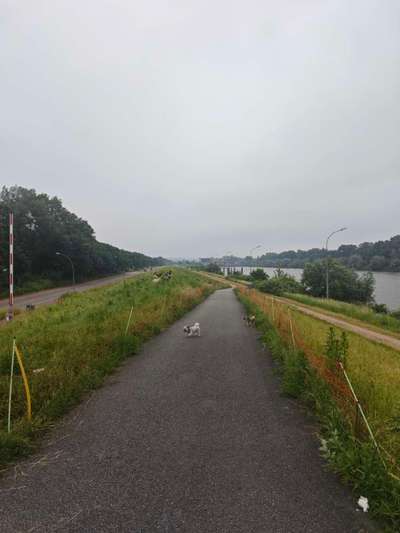 Hundetreffen-Kleinhund treffen an der Elbe-Bild