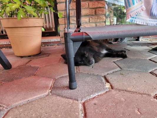 Dogorama Photo Challenge - Frühjahrsmüdigkeit-Beitrag-Bild