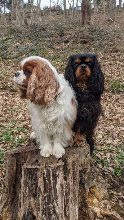 Cavalier King Charles Spaniel?-Beitrag-Bild