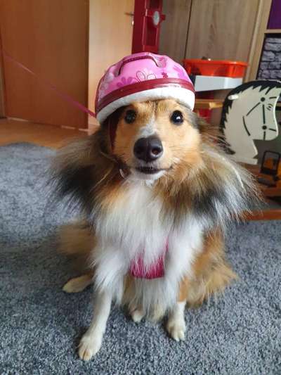 Dogorama Photo Challenge - Be my valentine-Beitrag-Bild